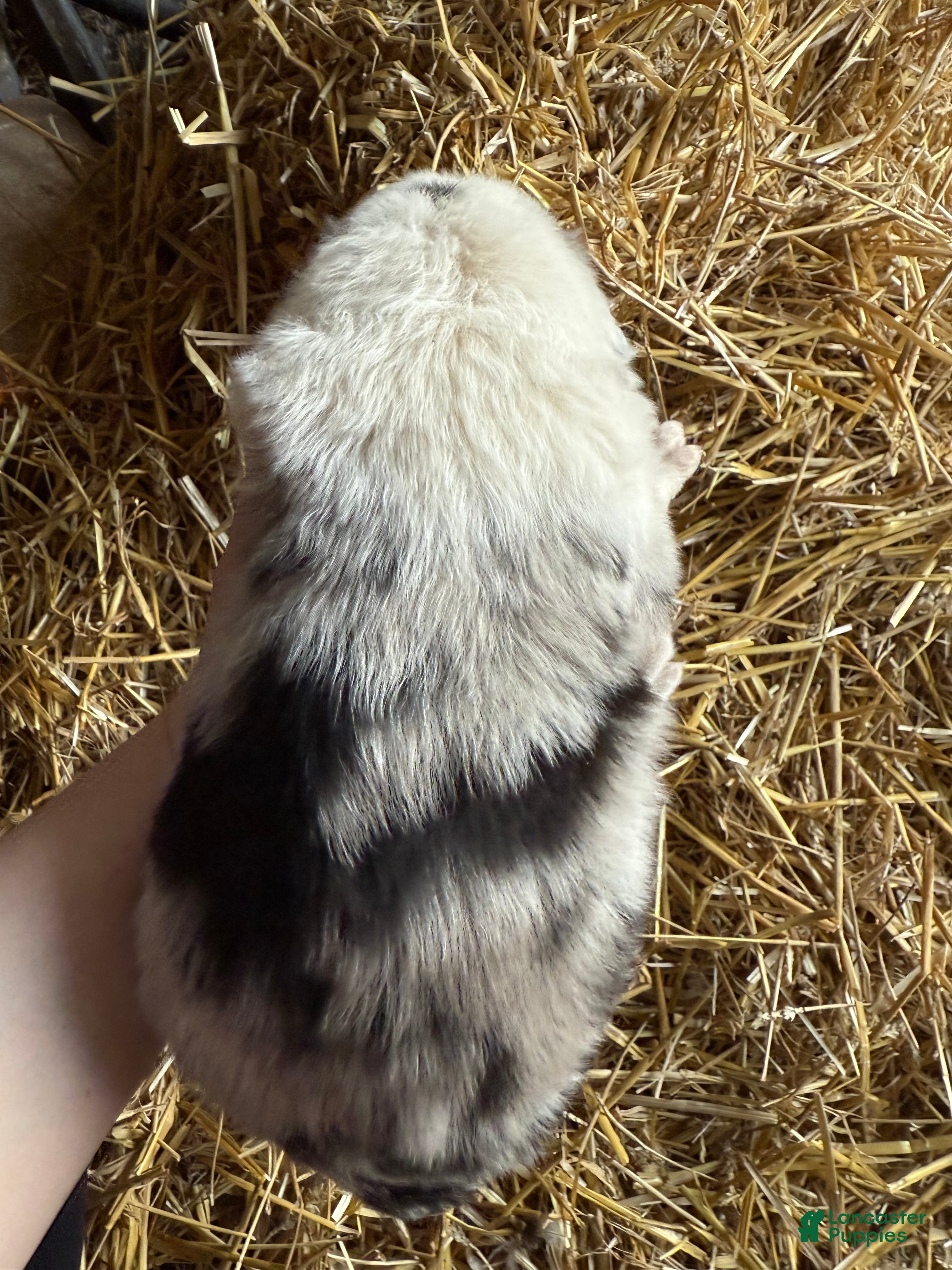 Australian Shepherd dogs Australian Shepherd Puppy 2 - Ad 2