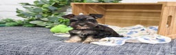 Miniature Schnauzer dogs for sale: Pepe - Ad 4