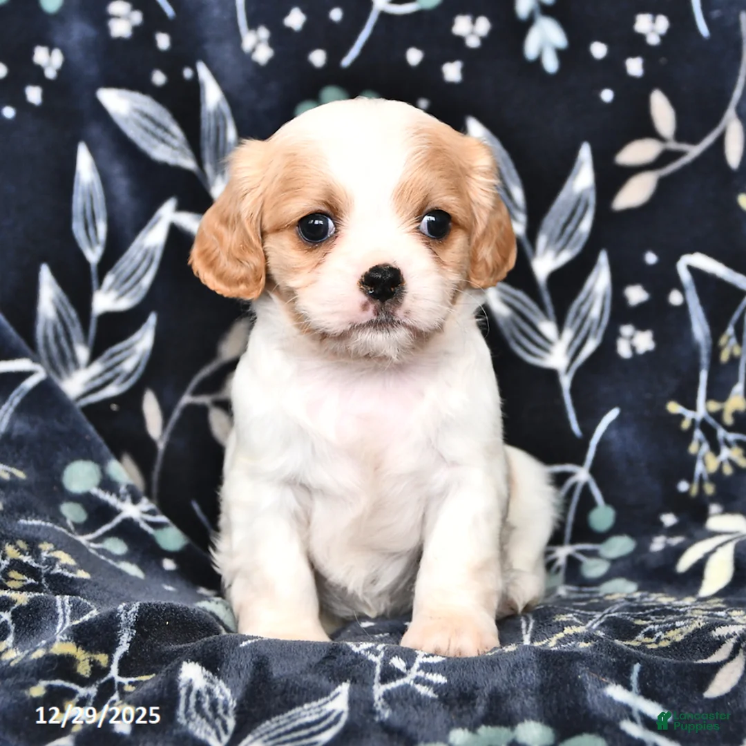 Mixed Breed dogs for sale: Bella   - Ad 4