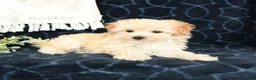Maltipoo dogs for sale: Landon - Ad 4