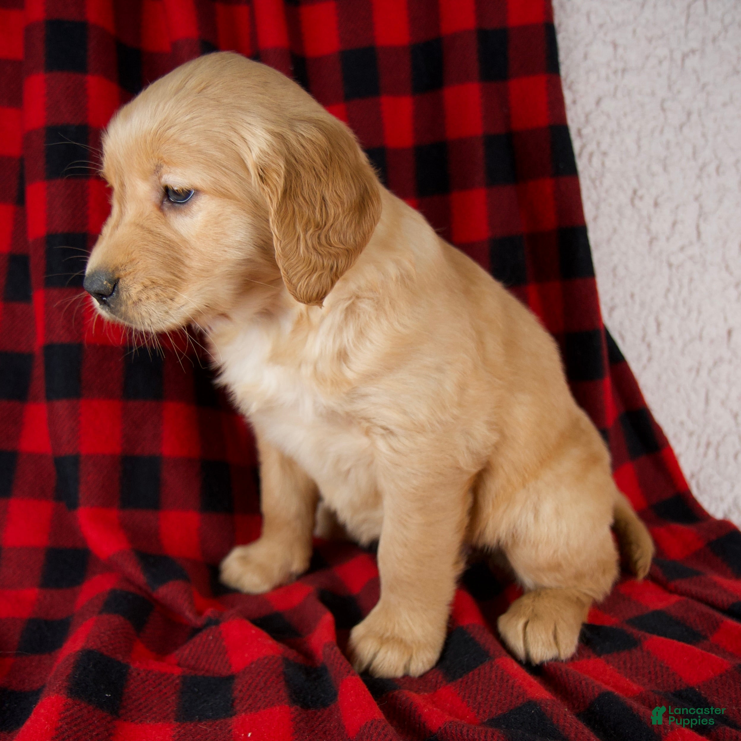 Golden Retriever dogs Trixie - Ad 2