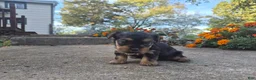 Yorkshire Terrier dogs for sale: Molly - Ad 13