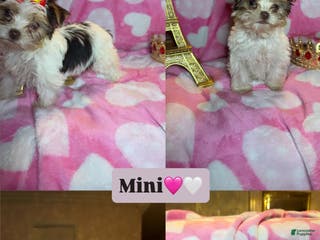 Yorkshire Terrier dogs Yorkshire Terrier Puppy 1 - Ad 19