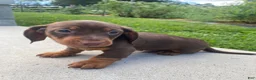 Miniature Dachshund dogs for sale: Maverick - Ad 7