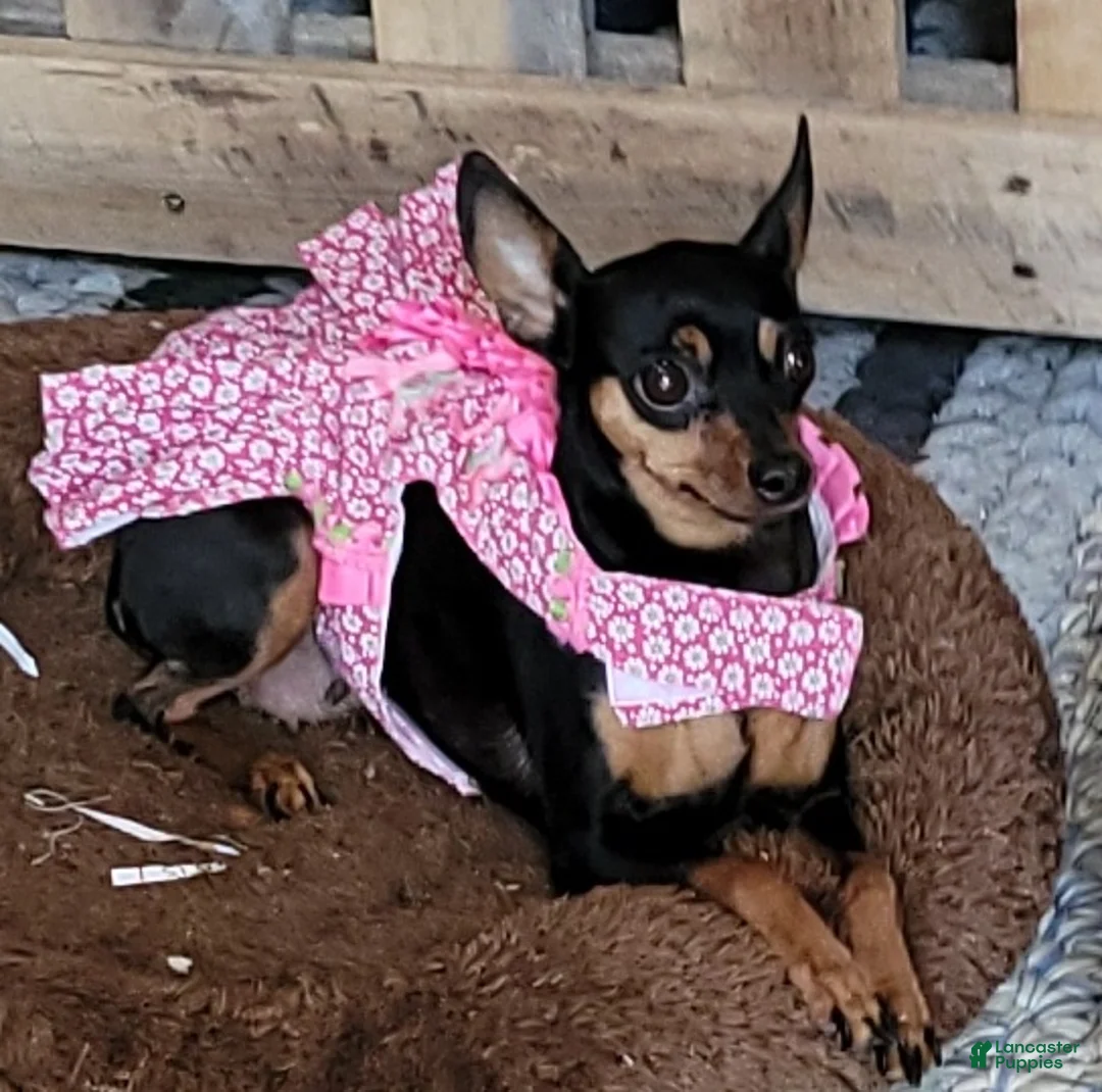 Gallery Image {{count}}