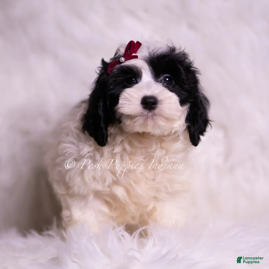 Mini Goldendoodle dogs for sale: Magic - Ad 4