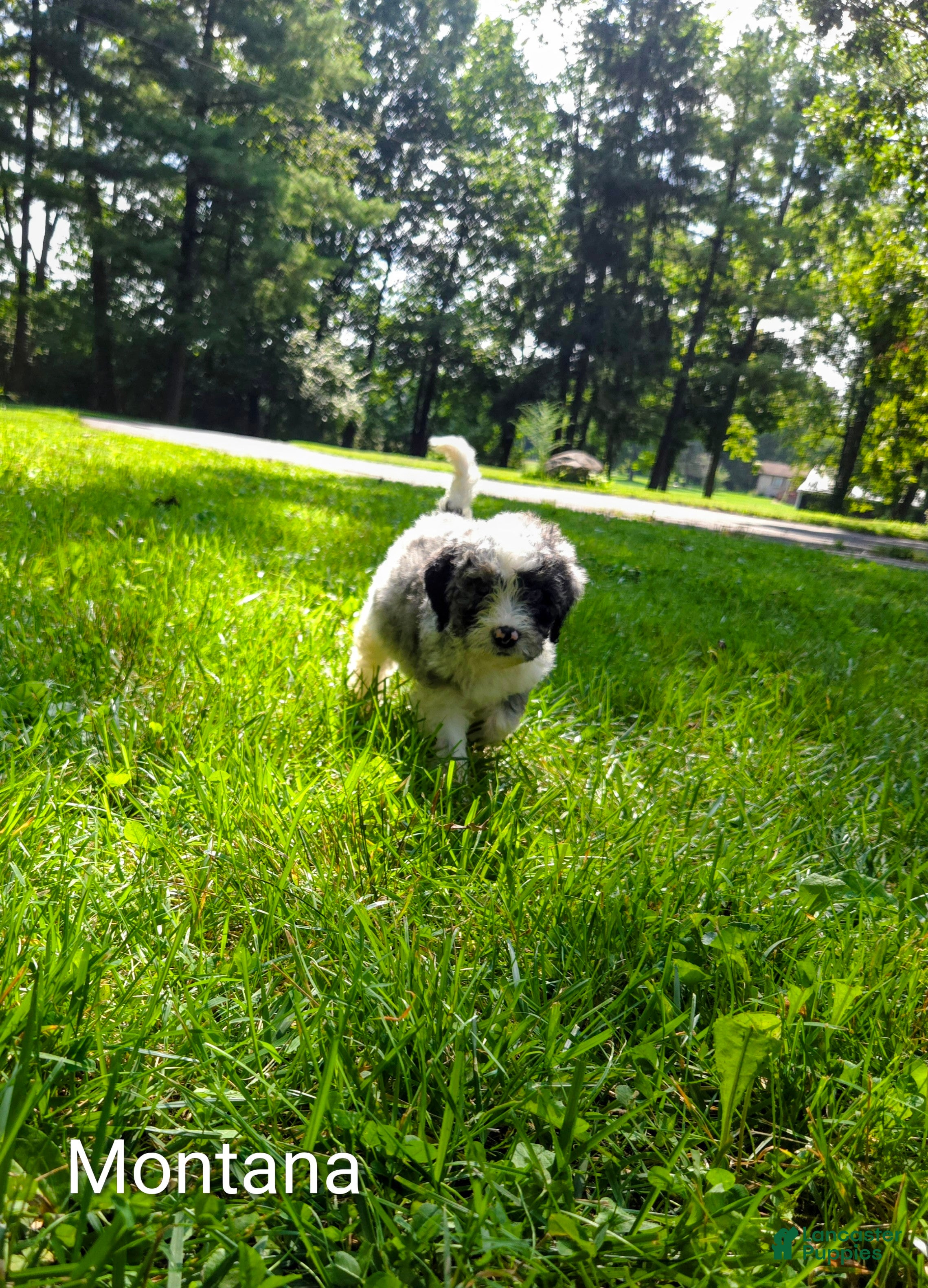 Mini Bernedoodle dogs Montana - Ad 1