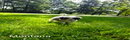 Mini Bernedoodle dogs for sale: Montana - Ad 1