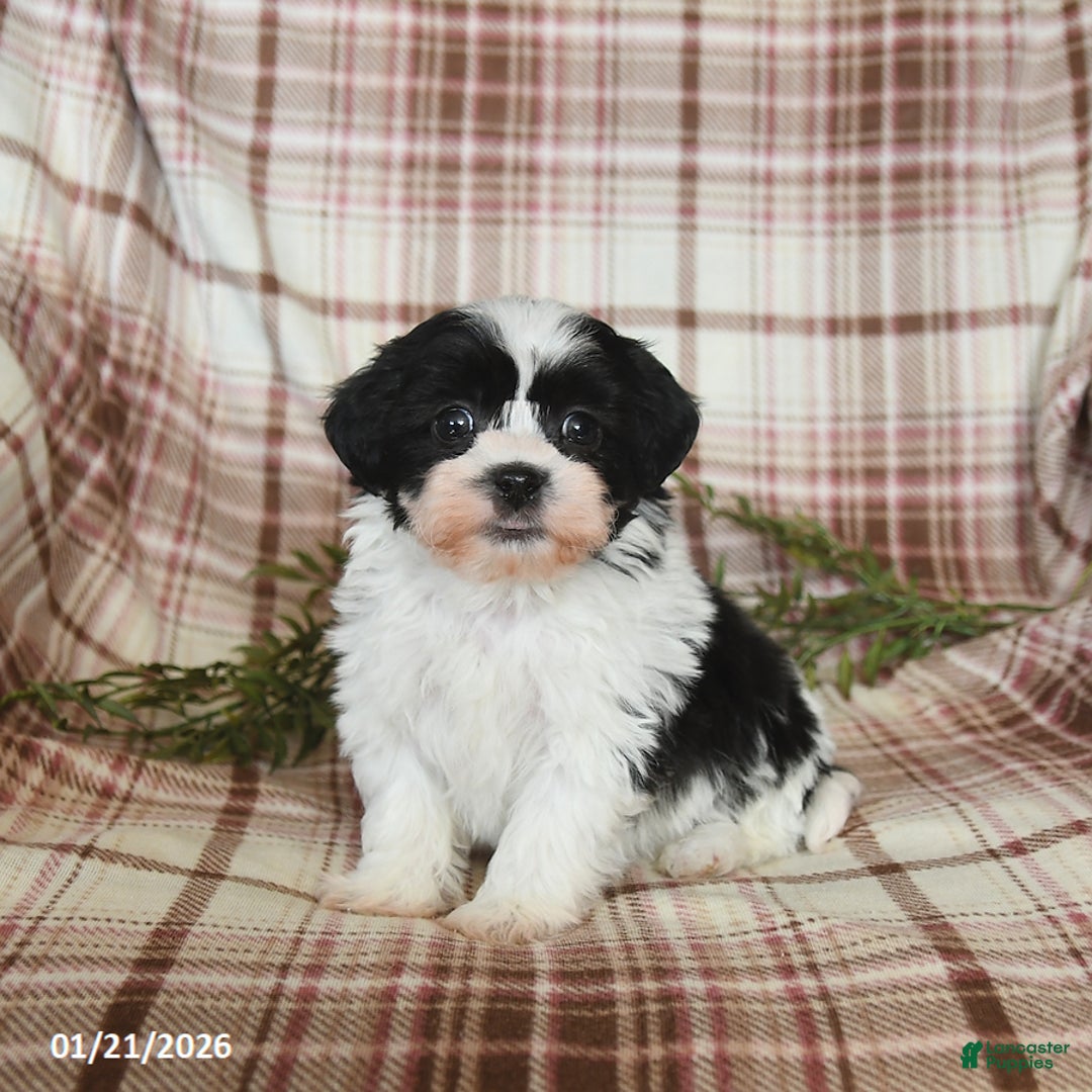 Teddy Bear dogs for sale: Winston - Ad 1