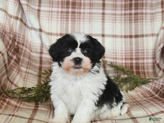 Teddy Bear dogs Winston - Ad 3