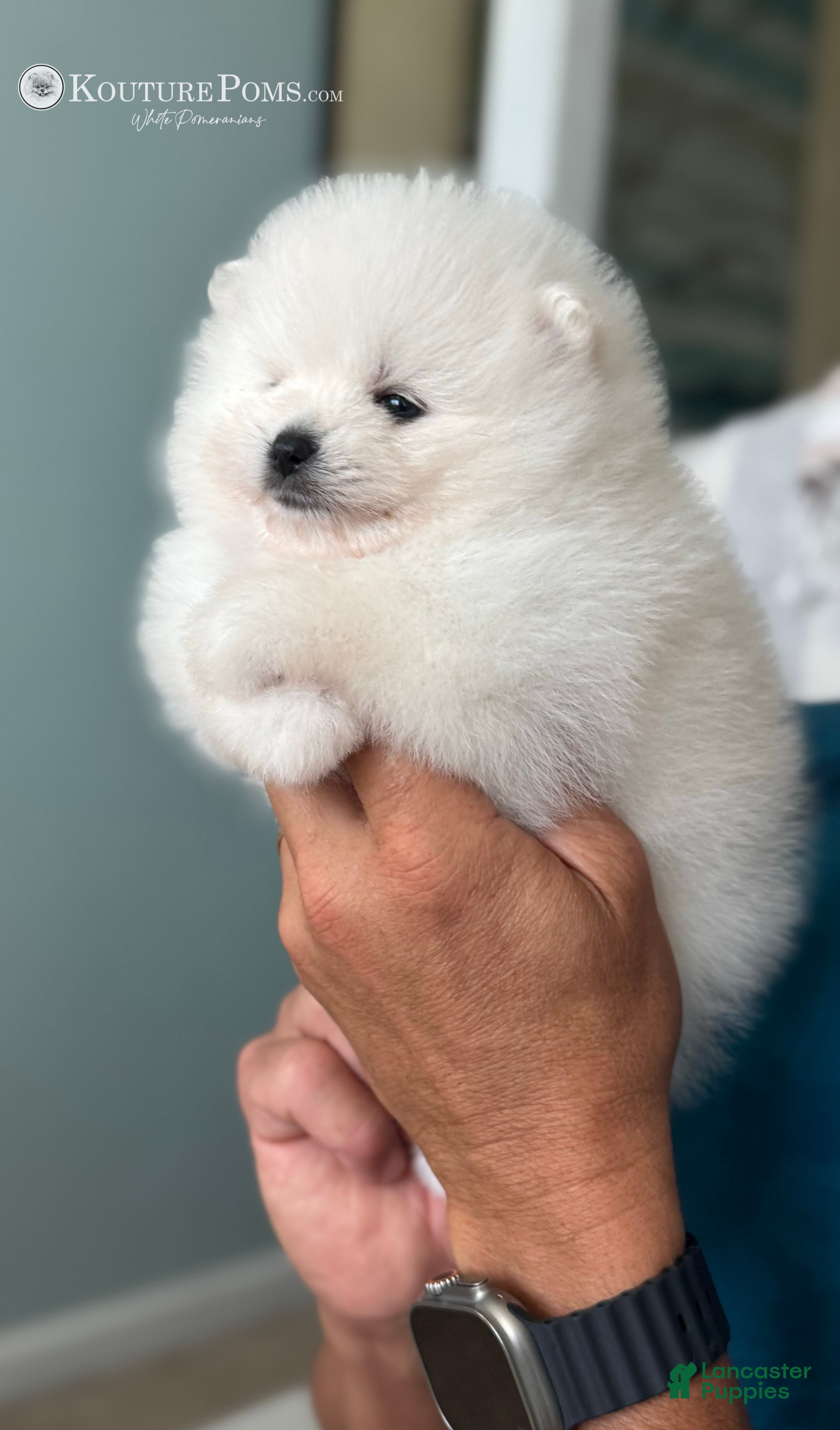 Pomeranian dogs Givenchy - Ad 18