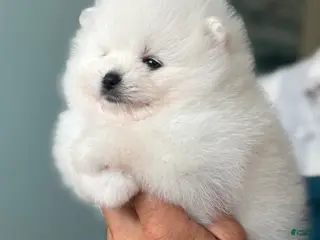 Pomeranian dogs Givenchy - Ad 12