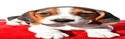 Beagle dogs for sale: Milly - Ad 4