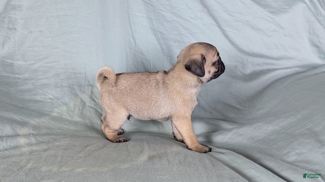 Pug dogs for sale: Bandit - Ad 5