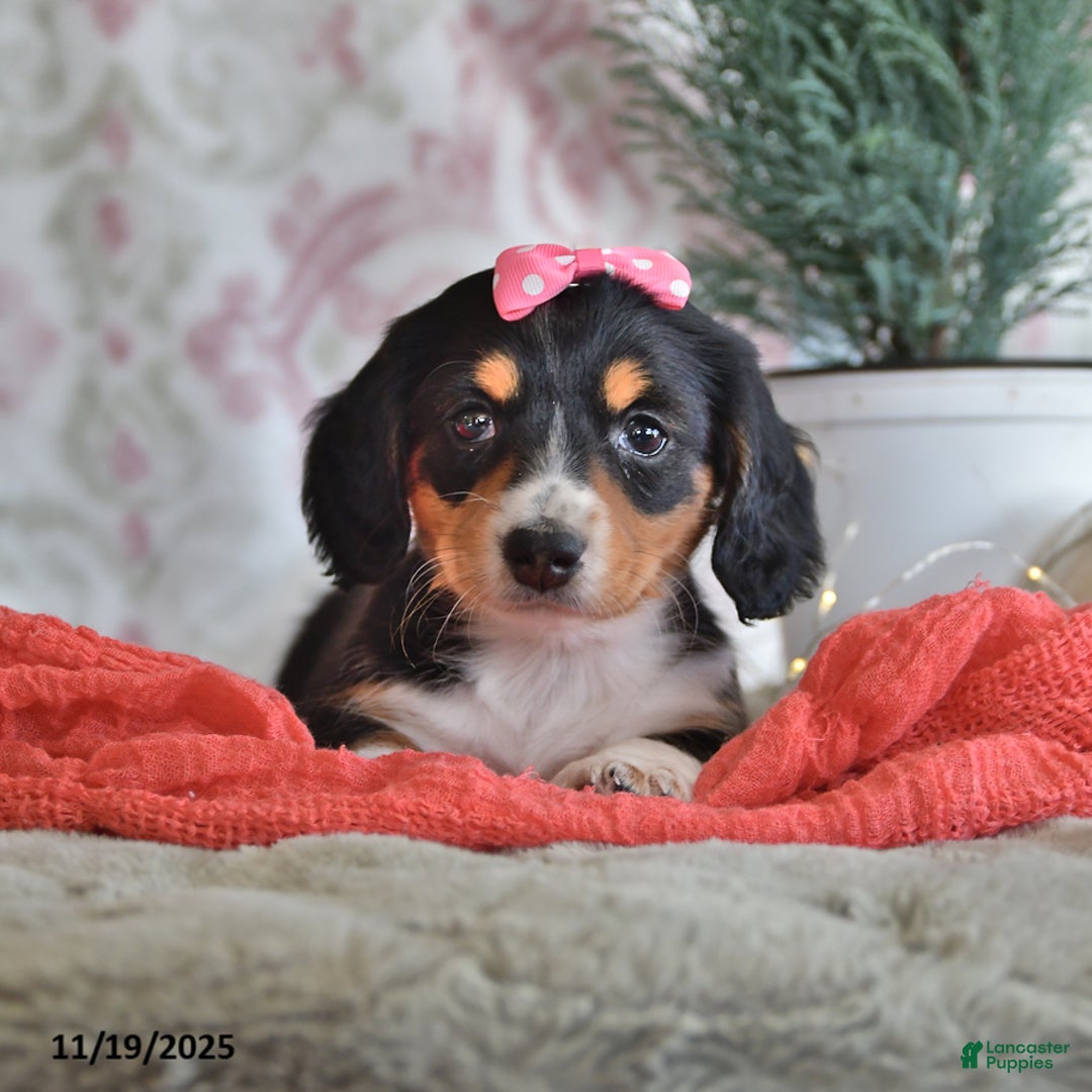 Miniature Dachshund dogs for sale: Sally - Ad 2