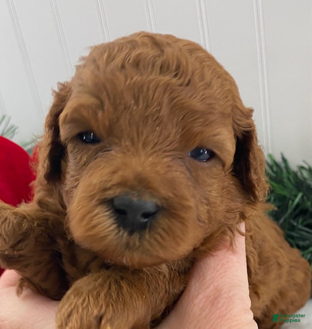 Cavapoo dogs for sale: Scarlet - Ad 4