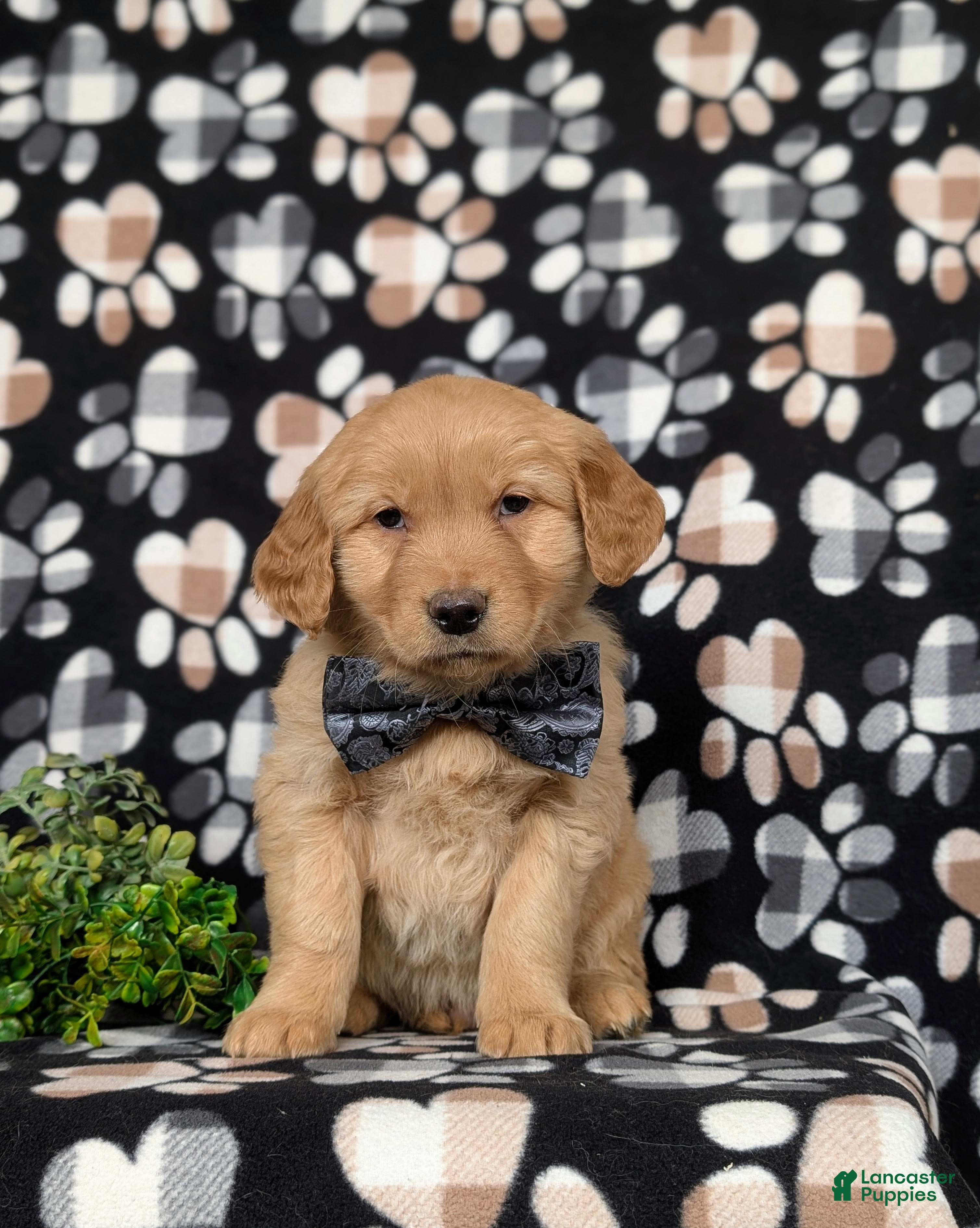 Golden Retriever dogs Fletcher - Ad 2