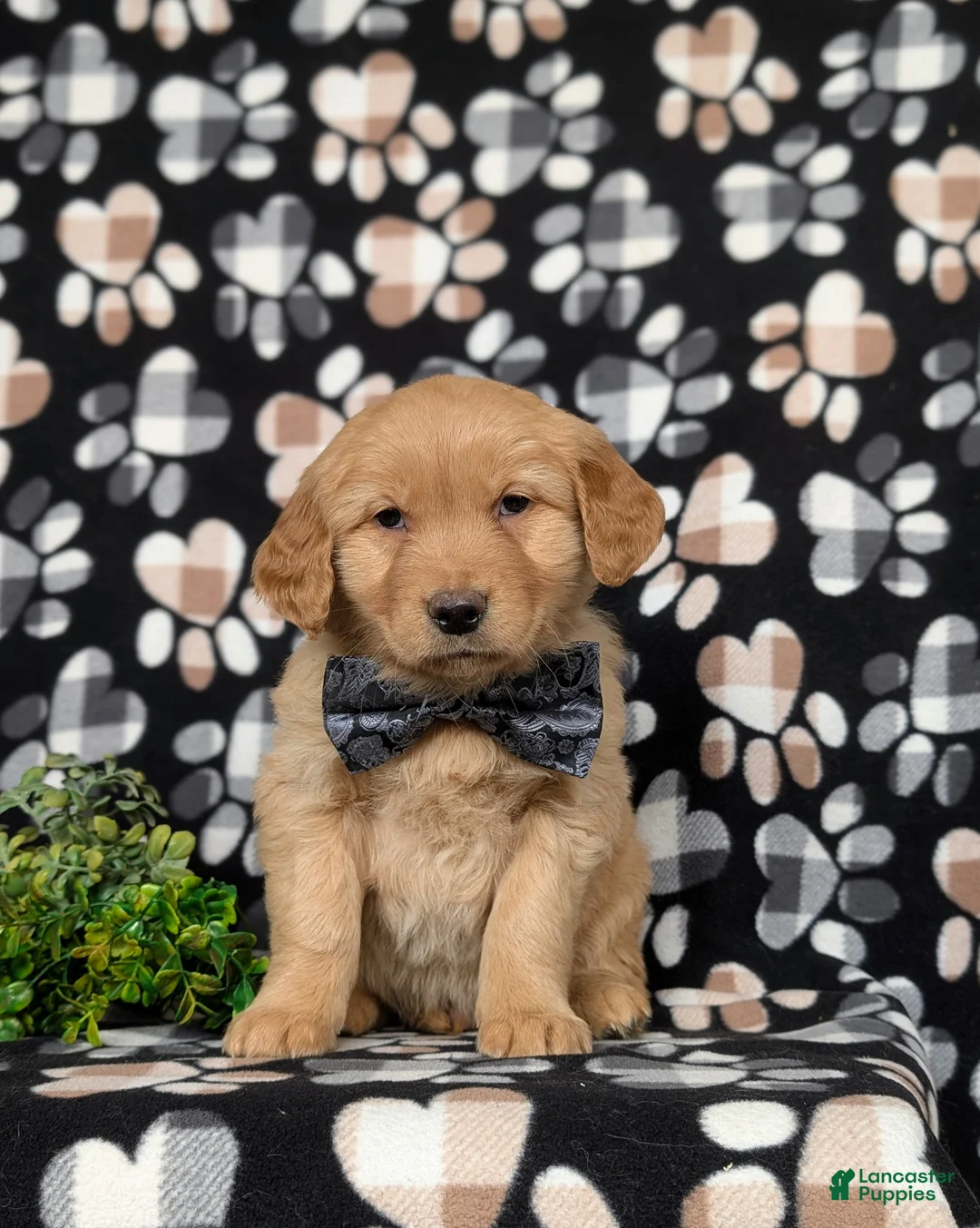 Golden Retriever dogs for sale: Fletcher - Ad 2
