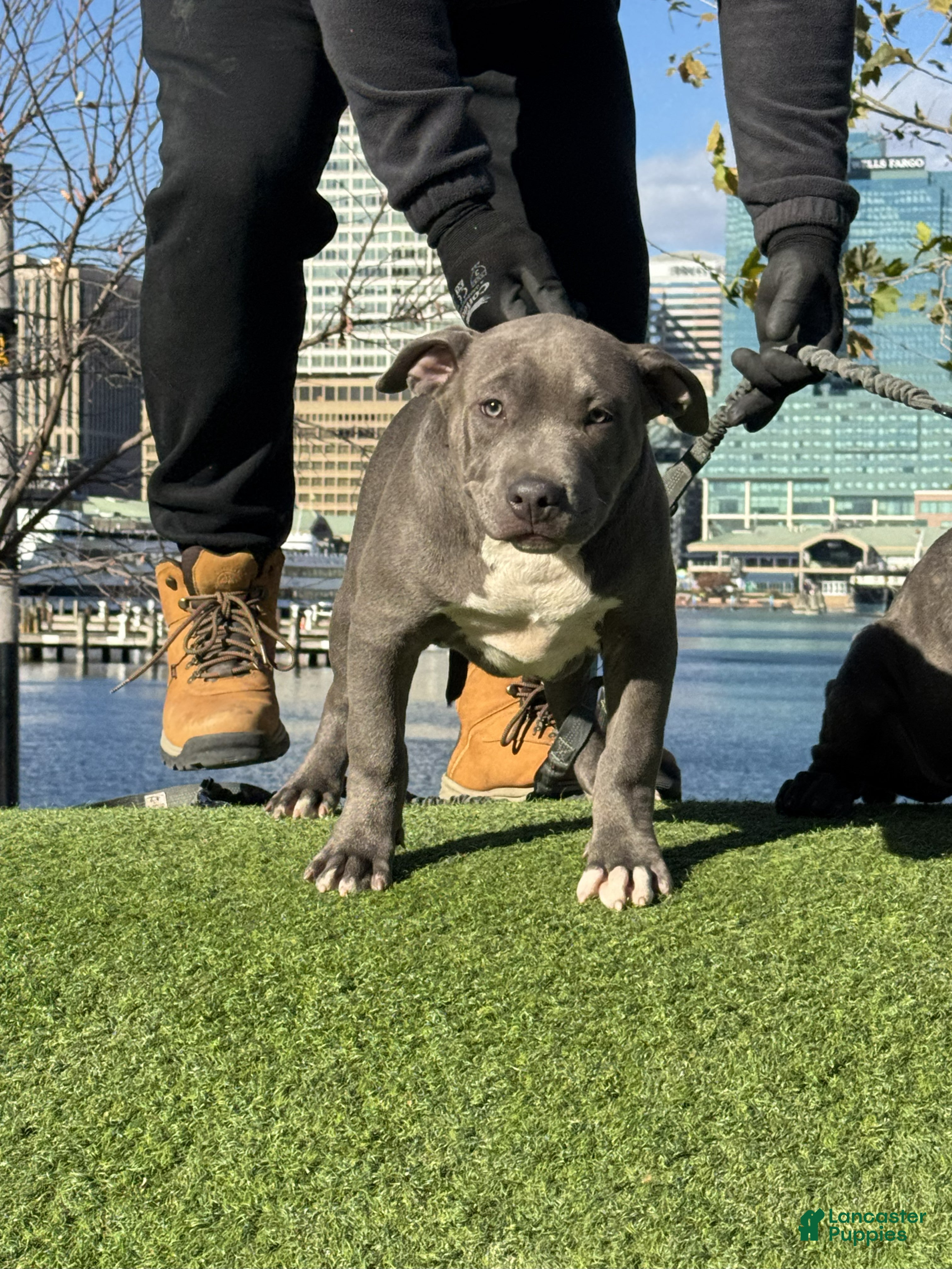 American Bully dogs Ocean 🌊 - Ad 24