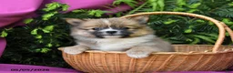 Pomeranian dogs for sale: Trixie - Ad 3