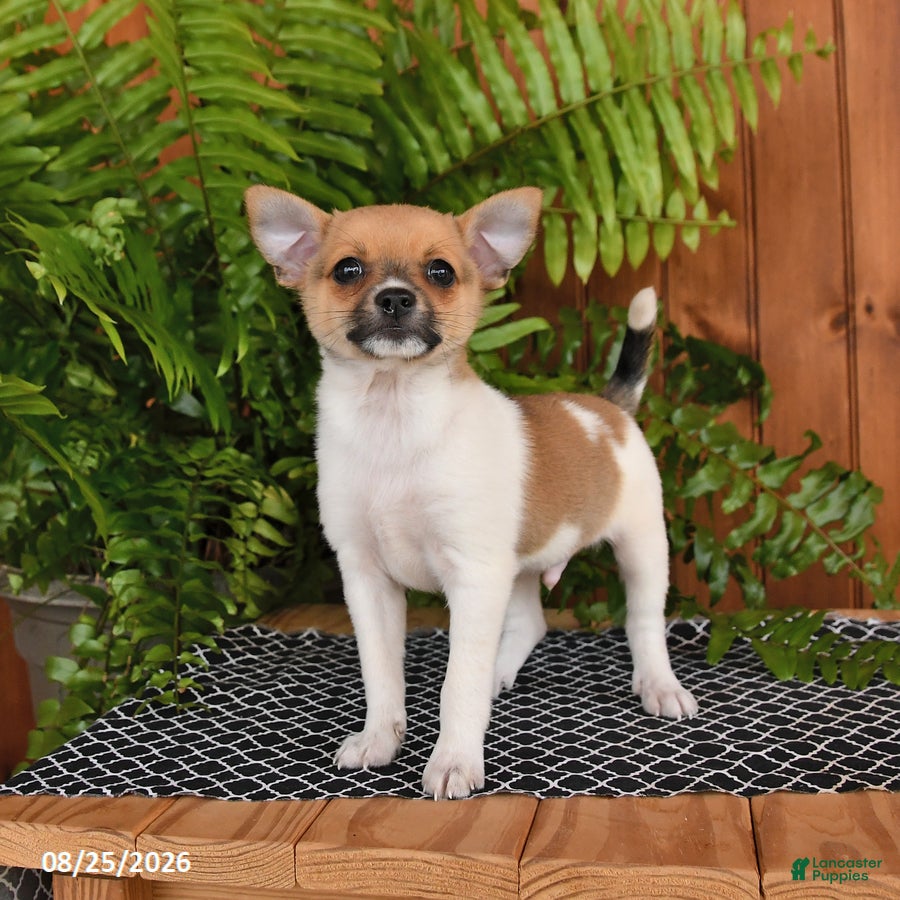 Mixed Breed dogs Popcorn - Ad 2