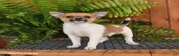 Mixed Breed dogs for sale: Popcorn - Ad 2