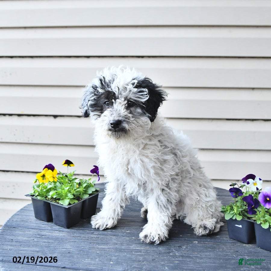 Toy Poodle dogs Wade  - Ad 2