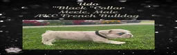 French Bulldog dogs for sale: Ulrik”Blue“Collar, Male - Ad 7