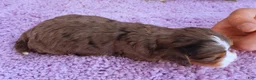Cavapoo dogs for sale: Autumn's #4 Male - Ad 5