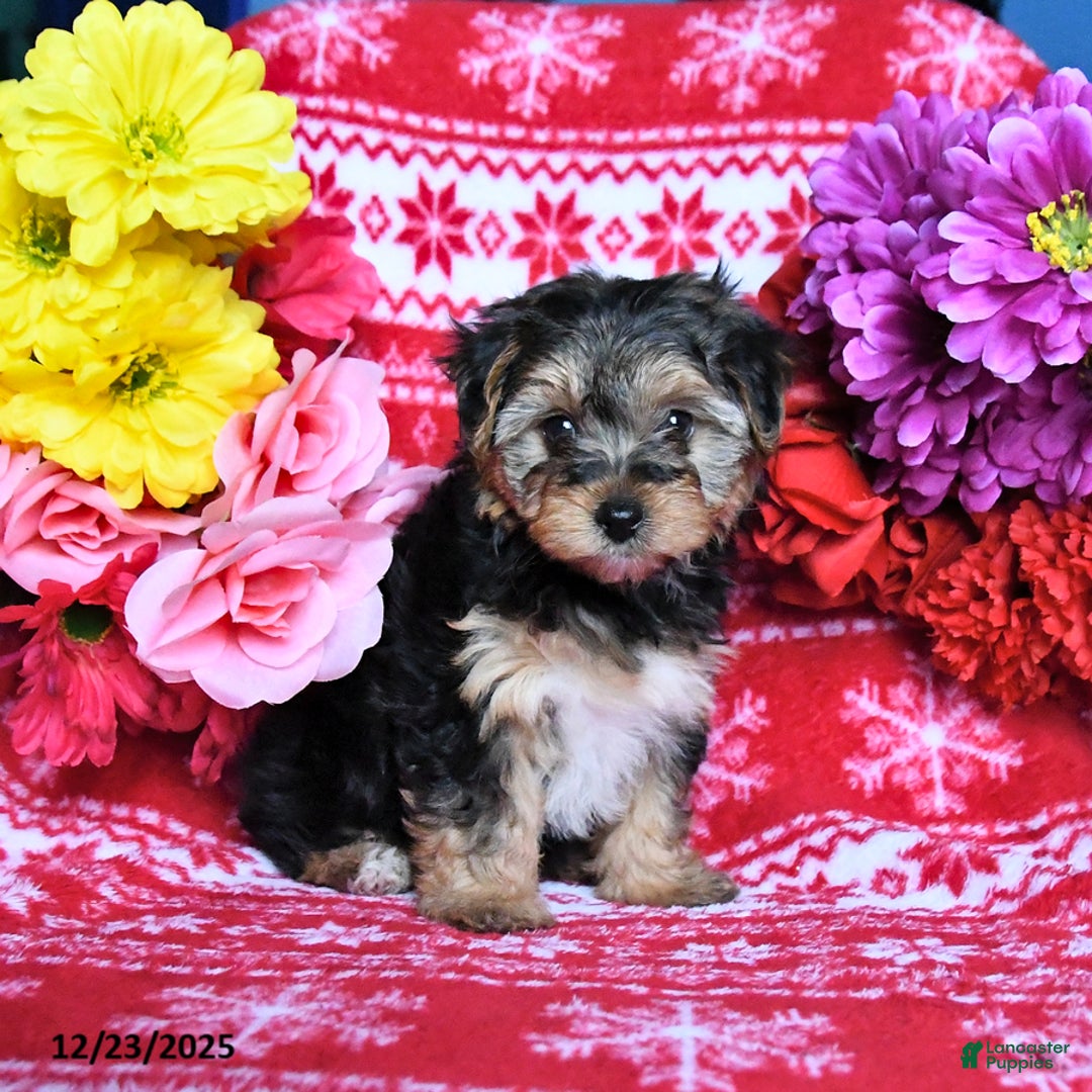 Yorkiepoo dogs for sale: Holly - Ad 4