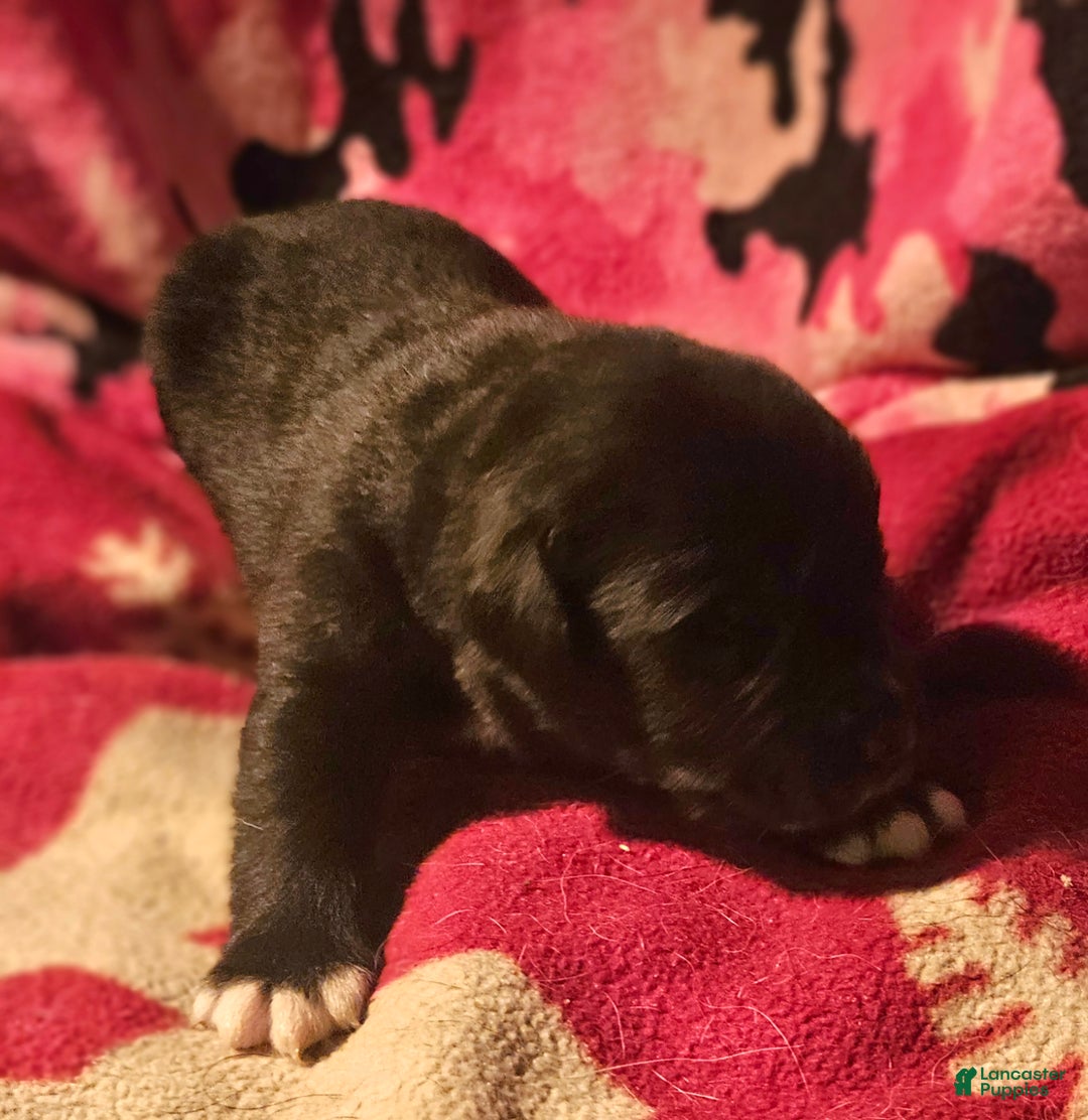 Border Collie dogs for sale: Joker - Ad 3