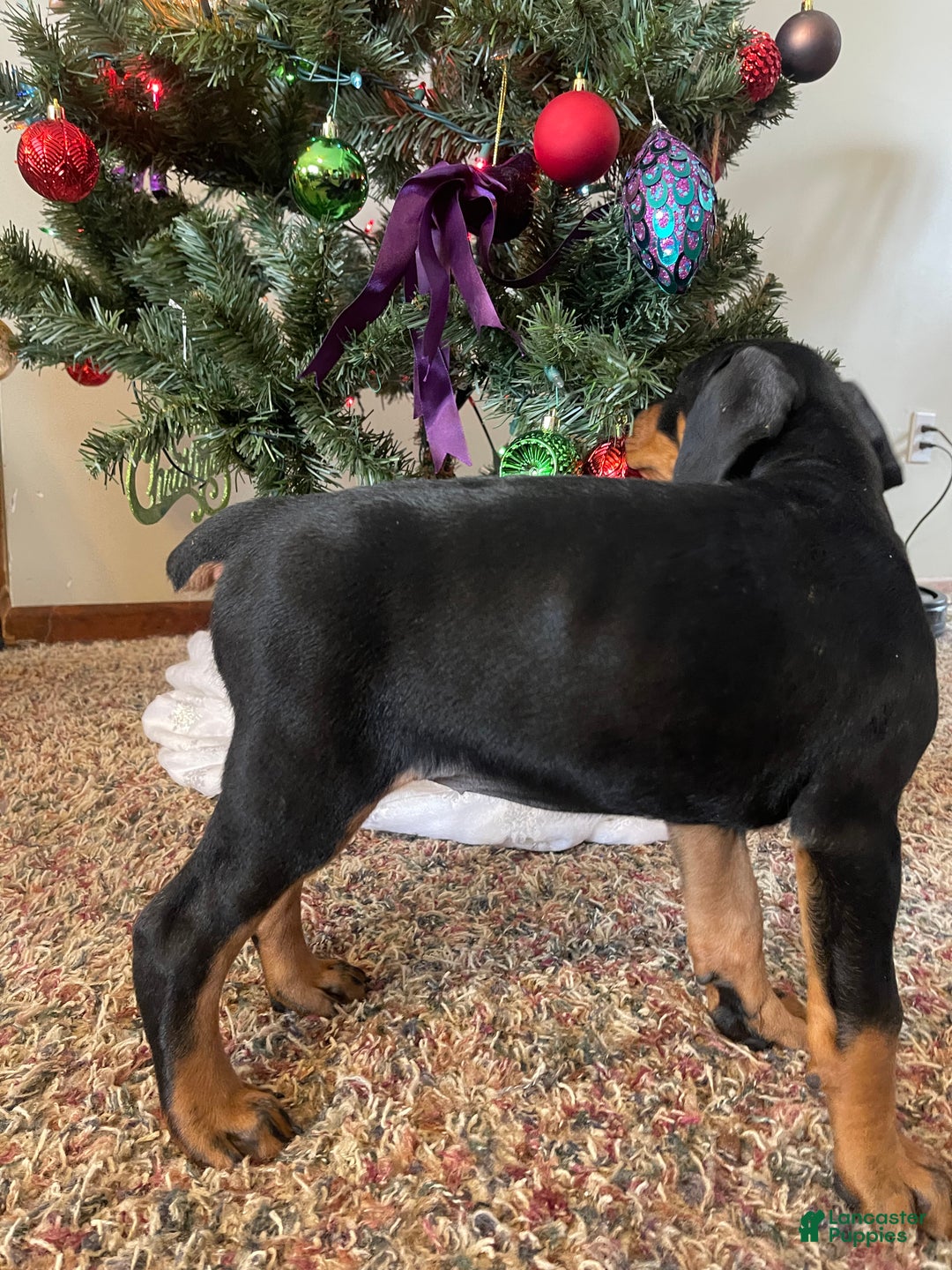Doberman Pinscher dogs for sale: Journey - Ad 16