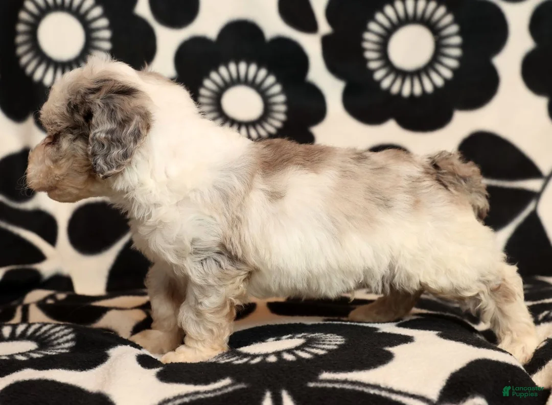 Miniature Poodle dogs for sale: Asher - Ad 8