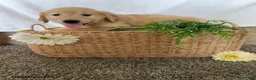 Golden Retriever dogs for sale: Harry - Ad 4