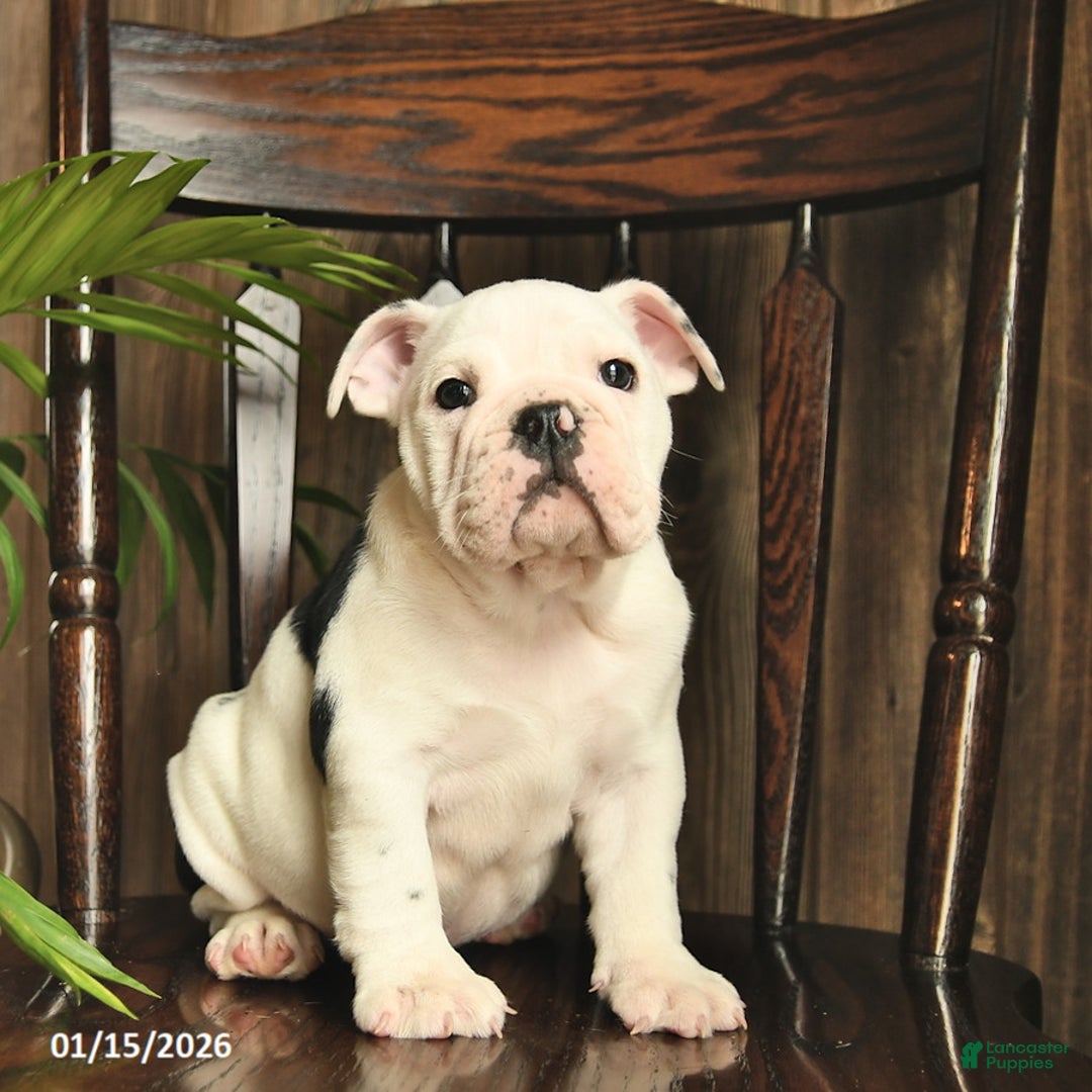 English Bulldog dogs for sale: Daisy  - Ad 2