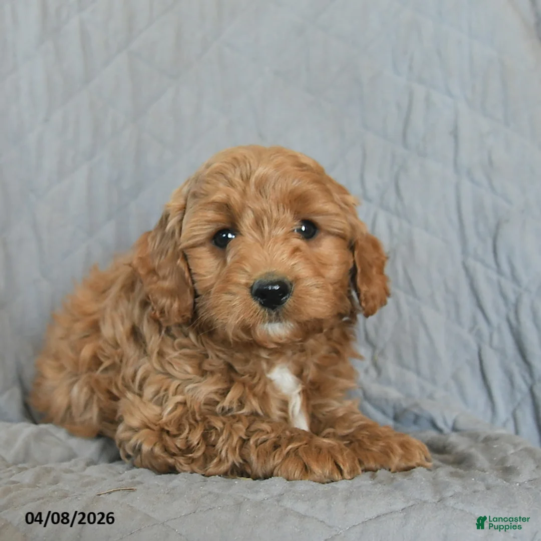 Mini Goldendoodle dogs for sale: Kimber  - Ad 3