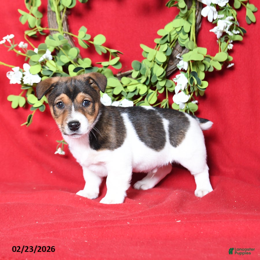Jack Russell Terrier dogs Milo - Ad 1