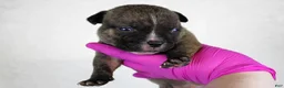 American Bully dogs for sale: Black Male - Ad 11