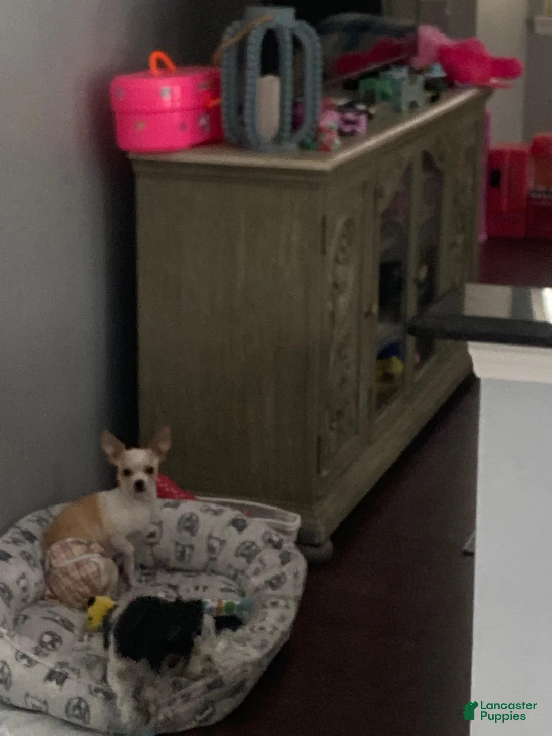 Chorkie dogs for sale: Cookie - Ad 3