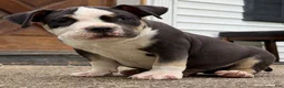 American Bully dogs for sale: Black tri male  - Ad 3