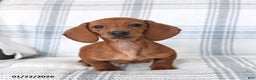 Dachshund dogs for sale: Chili - Ad 4