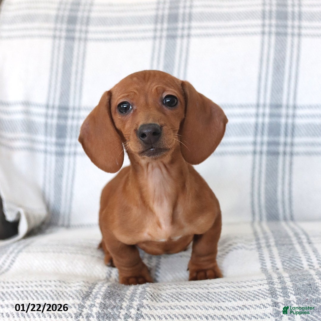 Dachshund dogs for sale: Chili - Ad 4