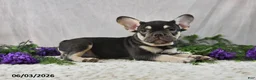 French Bulldog dogs for sale: Harley - Ad 4