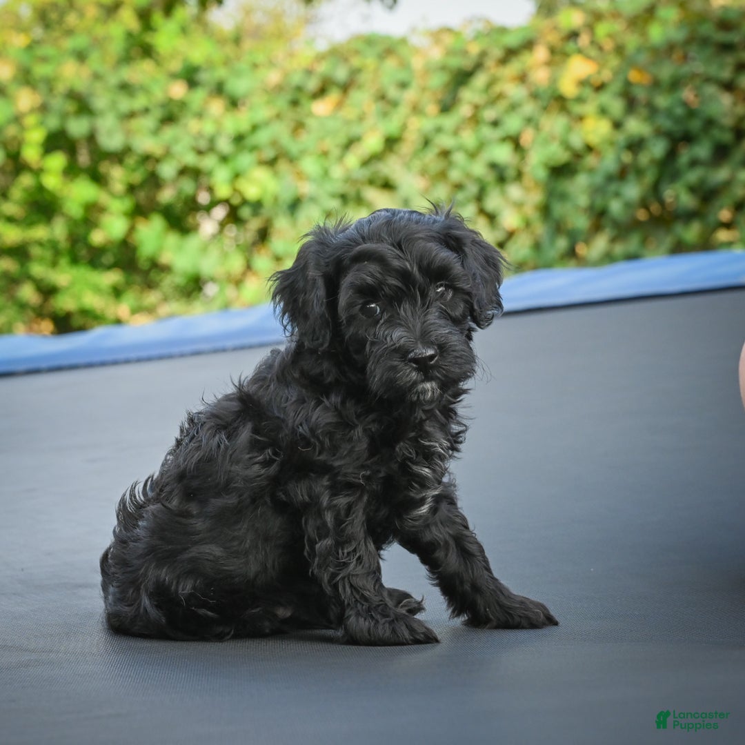 Miniature Poodle dogs for sale: Pete - Ad 3