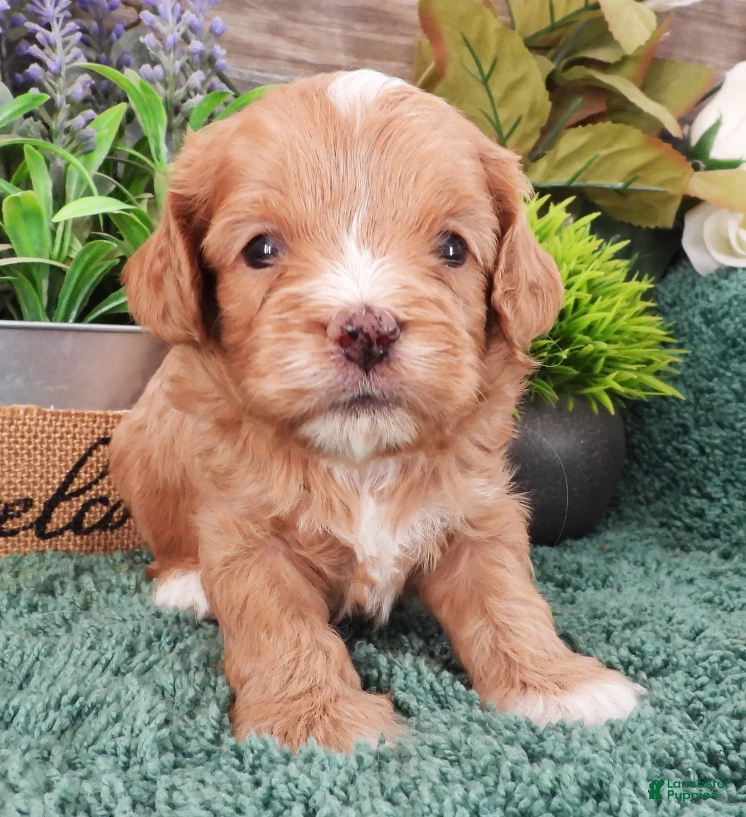 Cavapoo dogs for sale: Zoey's #5 Male - Ad 5
