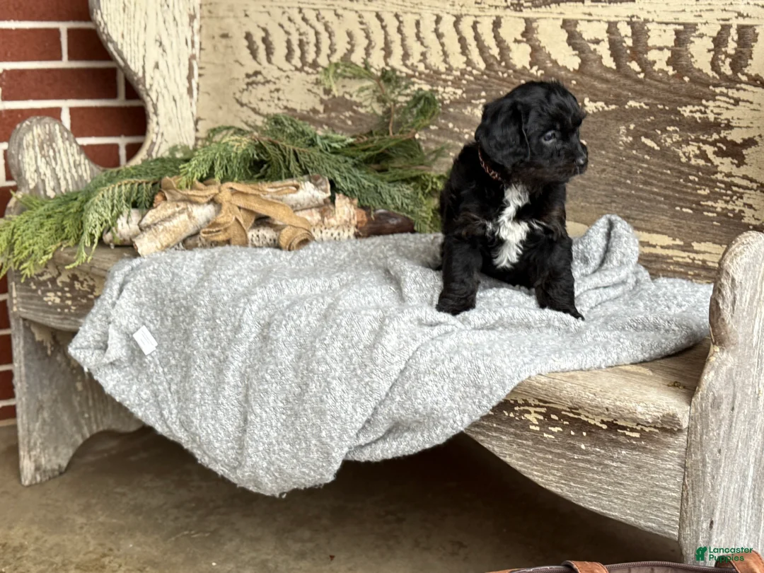 Mixed Breed dogs for sale: Wheeler - Ad 11