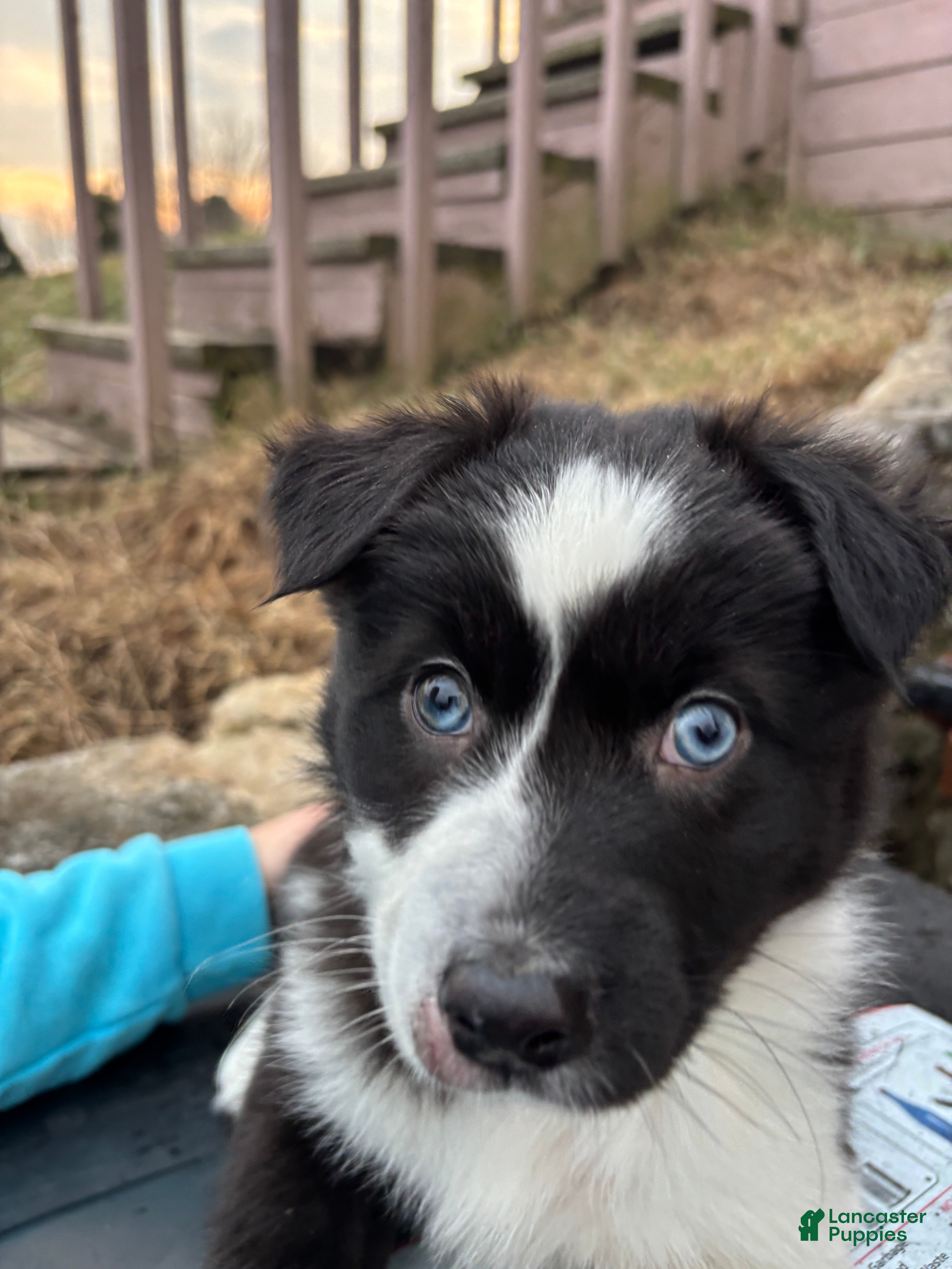 Australian Shepherd dogs Esther - Ad 4