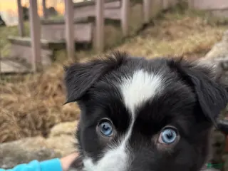 Australian Shepherd dogs Esther - Ad 31