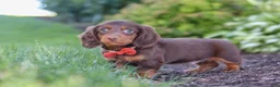 Miniature Dachshund dogs for sale: Leo - Ad 5
