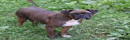 Boxer dogs for sale: Stella - Ad 13